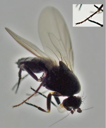 Spelobia sp.